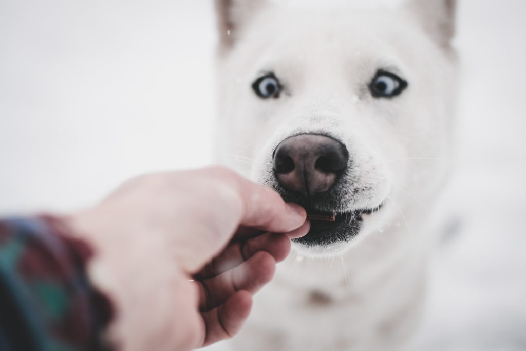 what is the best diet for a Siberian husky?