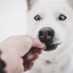 what is the best diet for a Siberian husky?